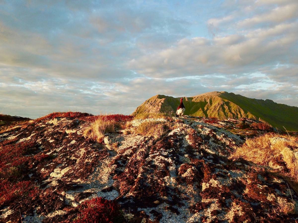 Lofoten Ocean View - Sandoy Gard Sand  Εξωτερικό φωτογραφία